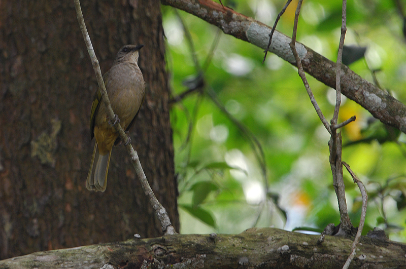 Olive-winged Bulbul ( Pycnonotus plumosus )