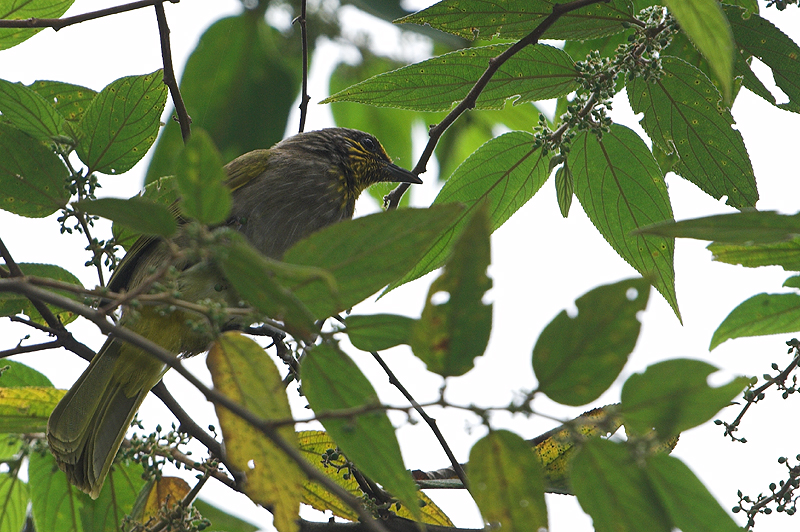  Stripe-throated Bulbul ( Pycnonotus finlaysoni )