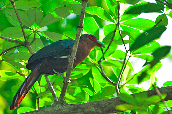 Chestnut-breasted Malkoha ( Phaenicophaeus curvirostris )