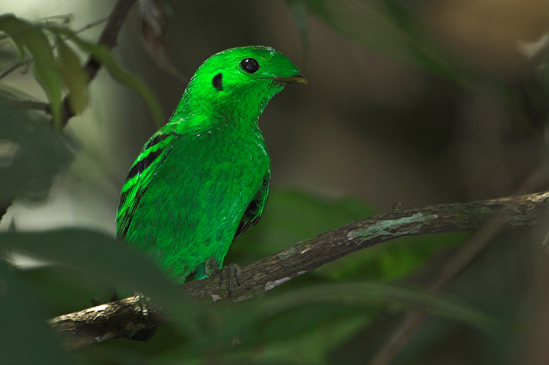 Green Broadbill ( Calyptomena viridis )