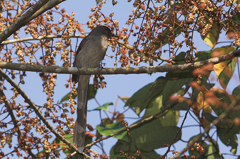 Long Tailed Sibia (Heterophasia picaoides)