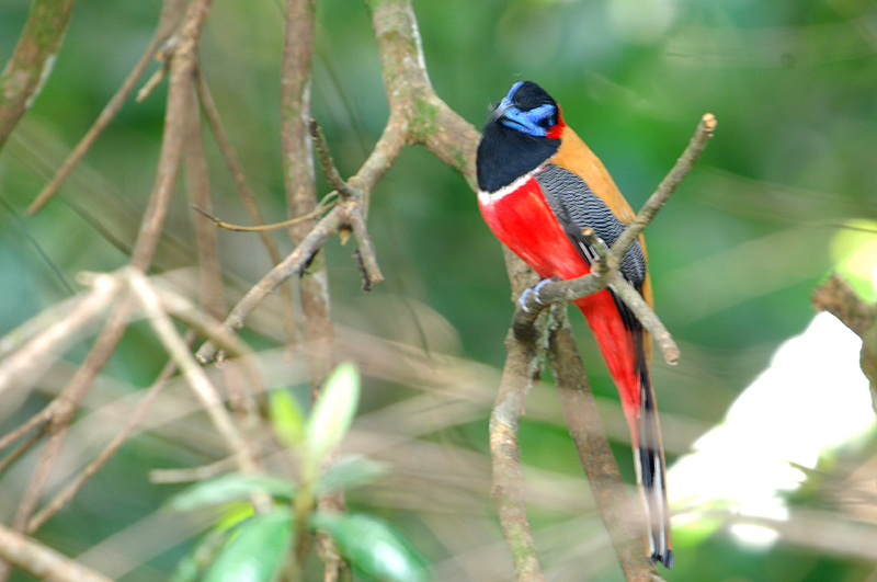 Red-naped Trogon ( Harpactes kasumba )