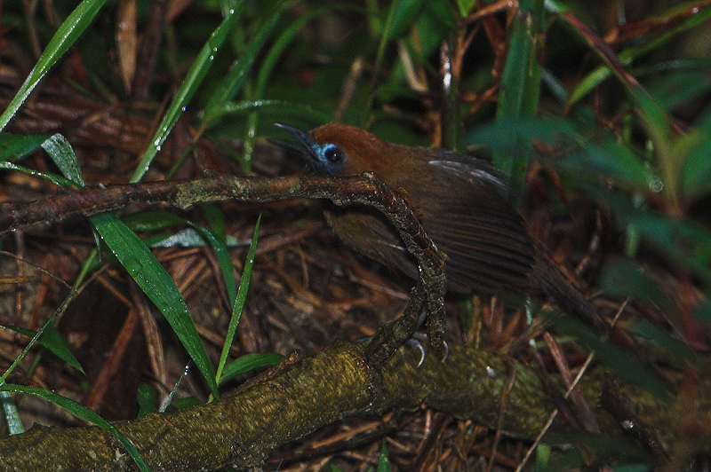 Fluffy-backed Tit-babbler (Macronous ptilosus)