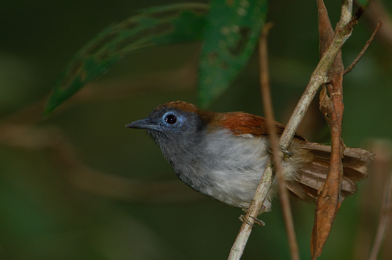  Chestnut-winged Babbler (Stachyris erythroptera)