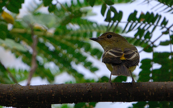 Yellow-rumped Flycatcher, Female  