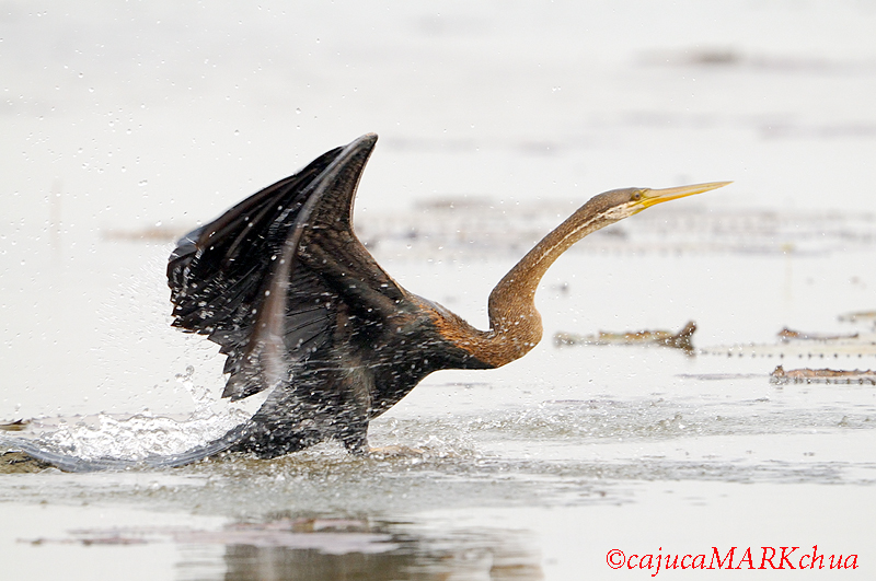 Oriental Darter ( Anhinga melanogaster )