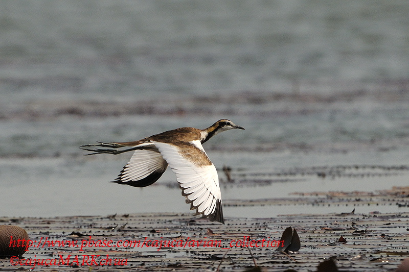 Pheasant-tailed Jacana (Hydrophasianus chirurgus)