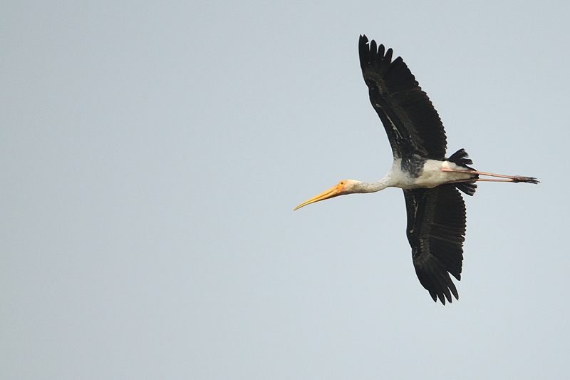 painted storked