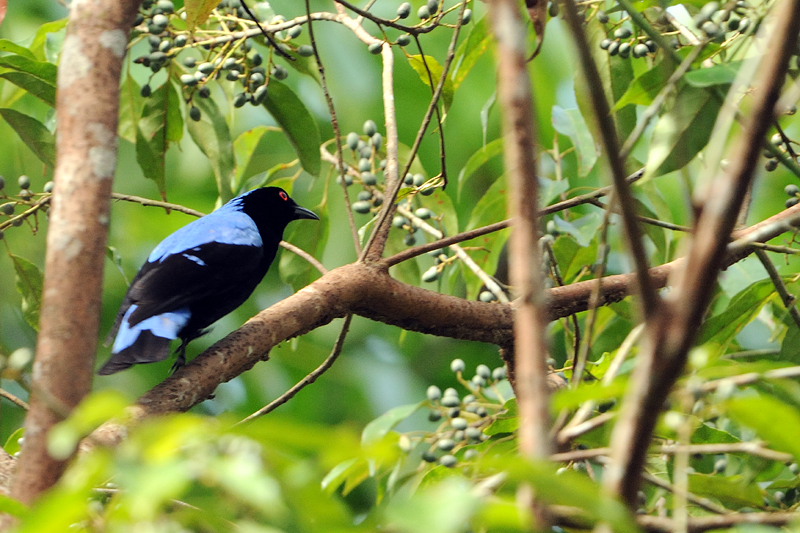 Asian Fairy Bluebird (Irena puella) 