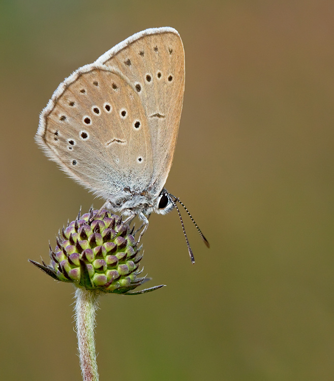 Scarce large Blue / Pimpernelblauwtje