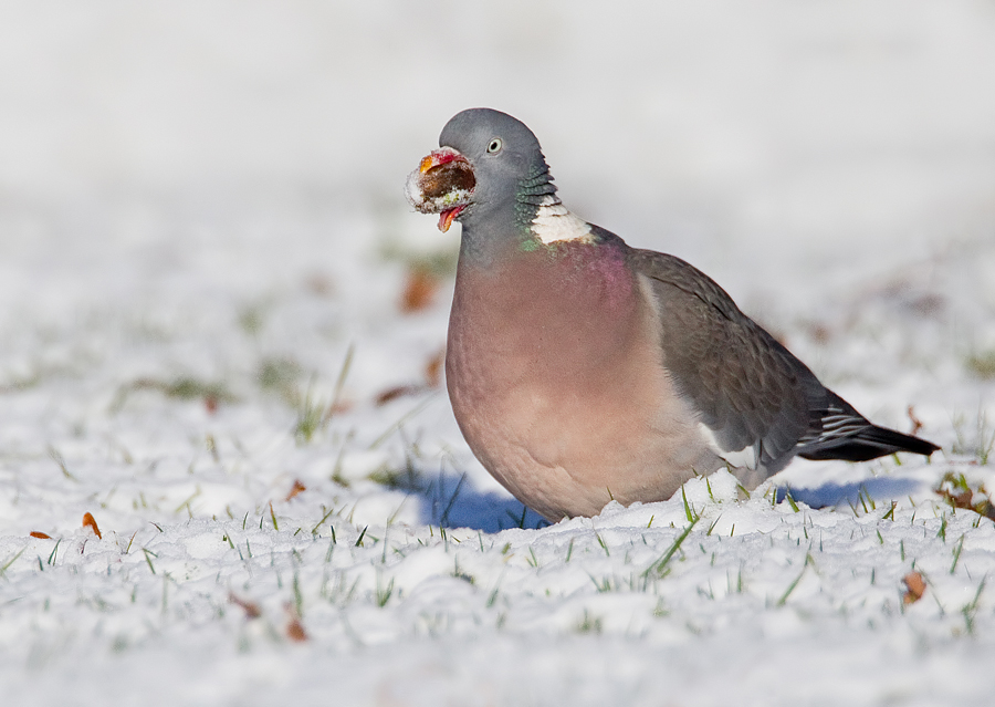 Woodpigeon / Houtduif