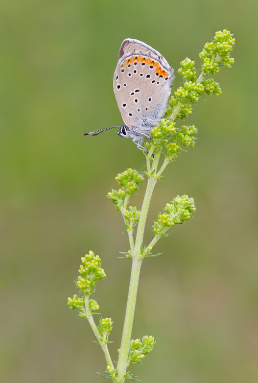 Purple-edged Copper / Rode vuurvlinder