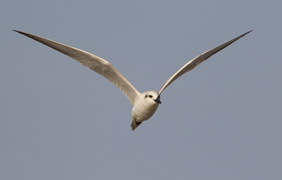 Gull-billed tern / Lachstern