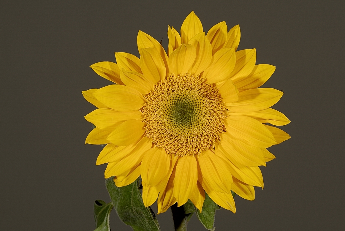 Resize of _DSC0907.jpg