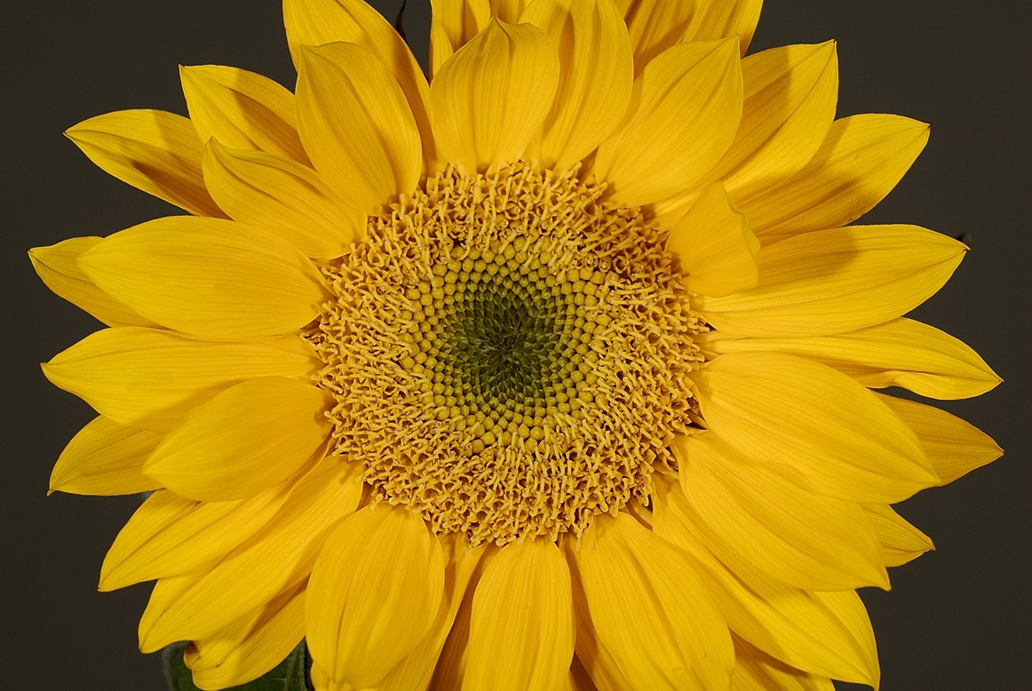 Resize of _DSC0908.jpg