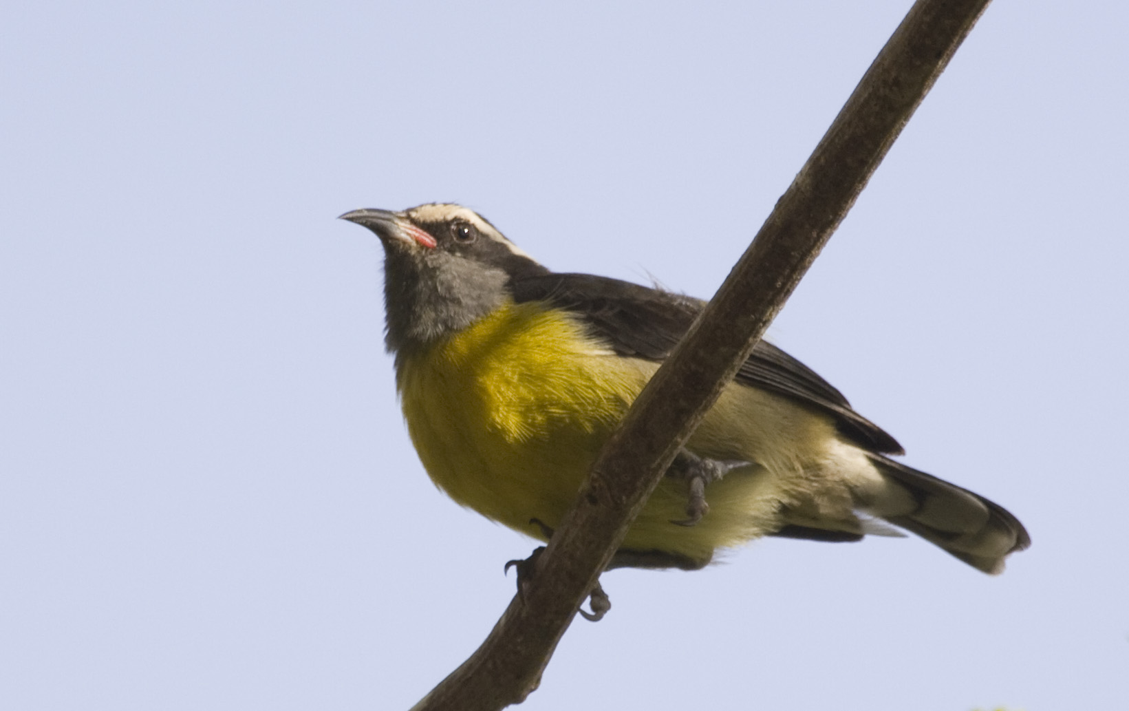 Bananaquit