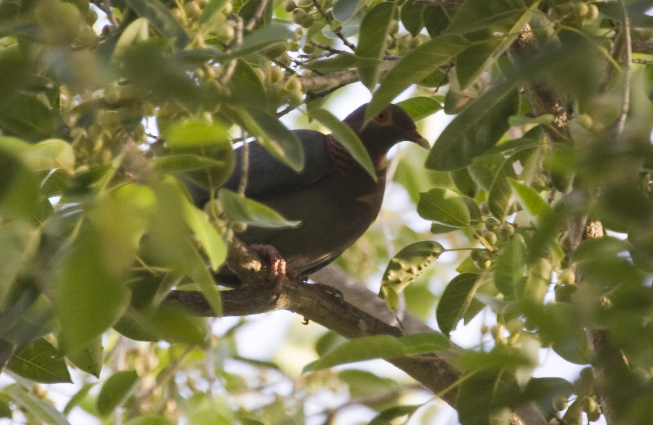 Scaly-naped Pigeon