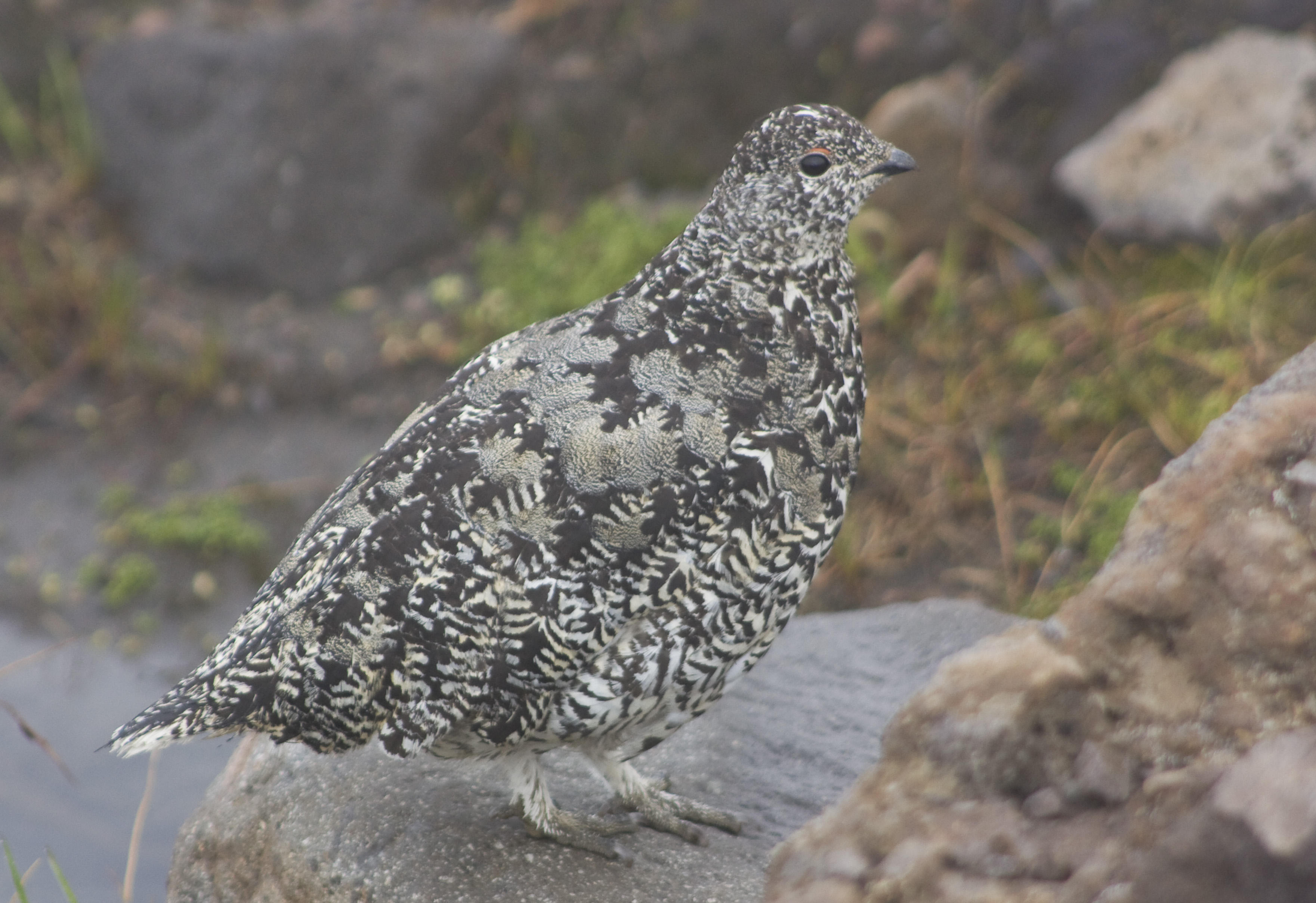 White-tailed Ptarmigan