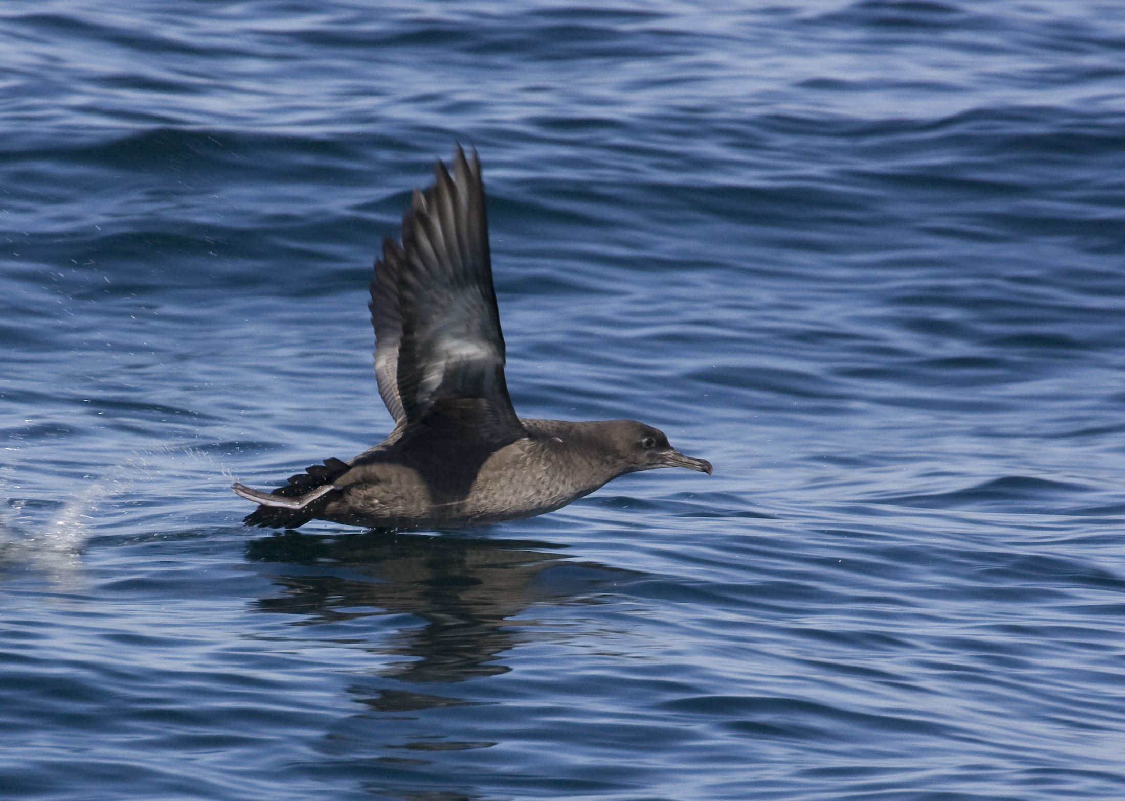 Sooty Shearwater