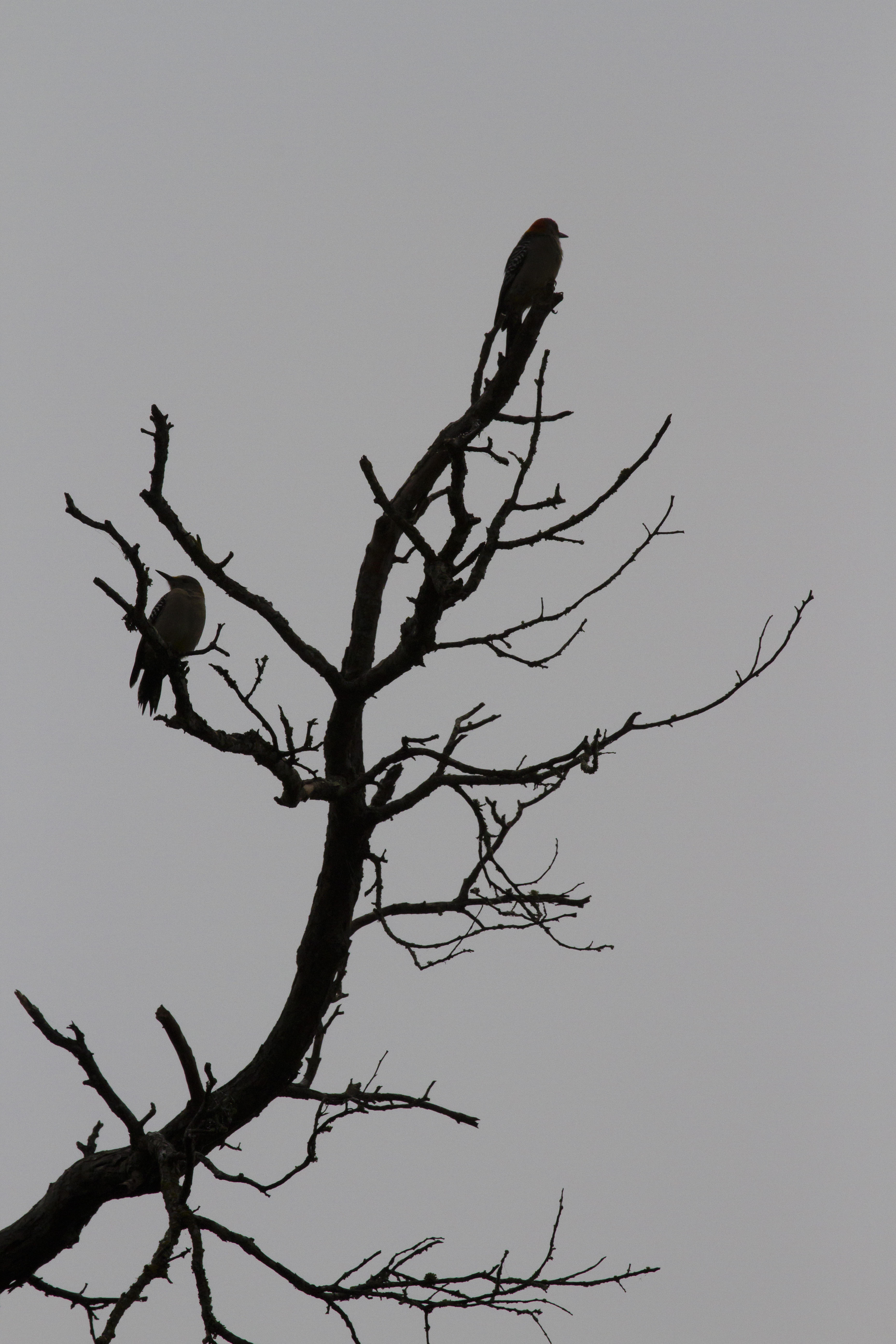 Golden-fronted Woodpecker