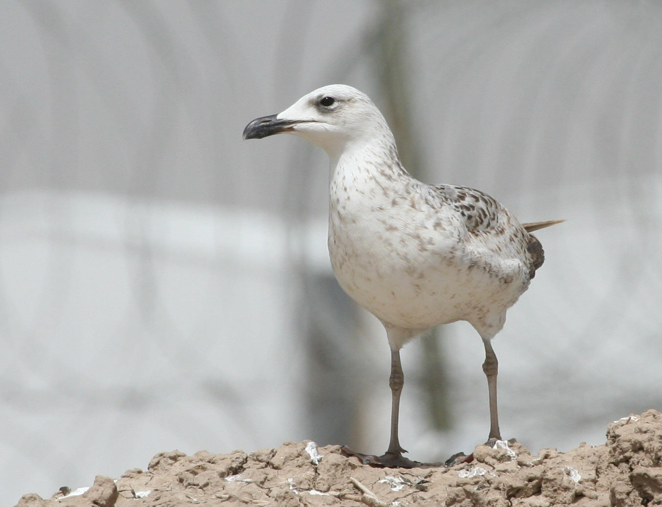 Armenian Gull