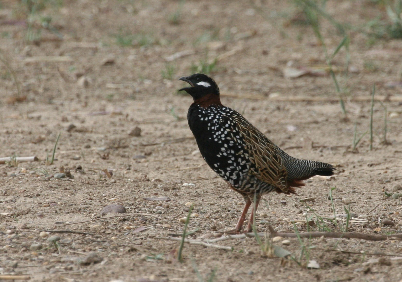 Black Francolin