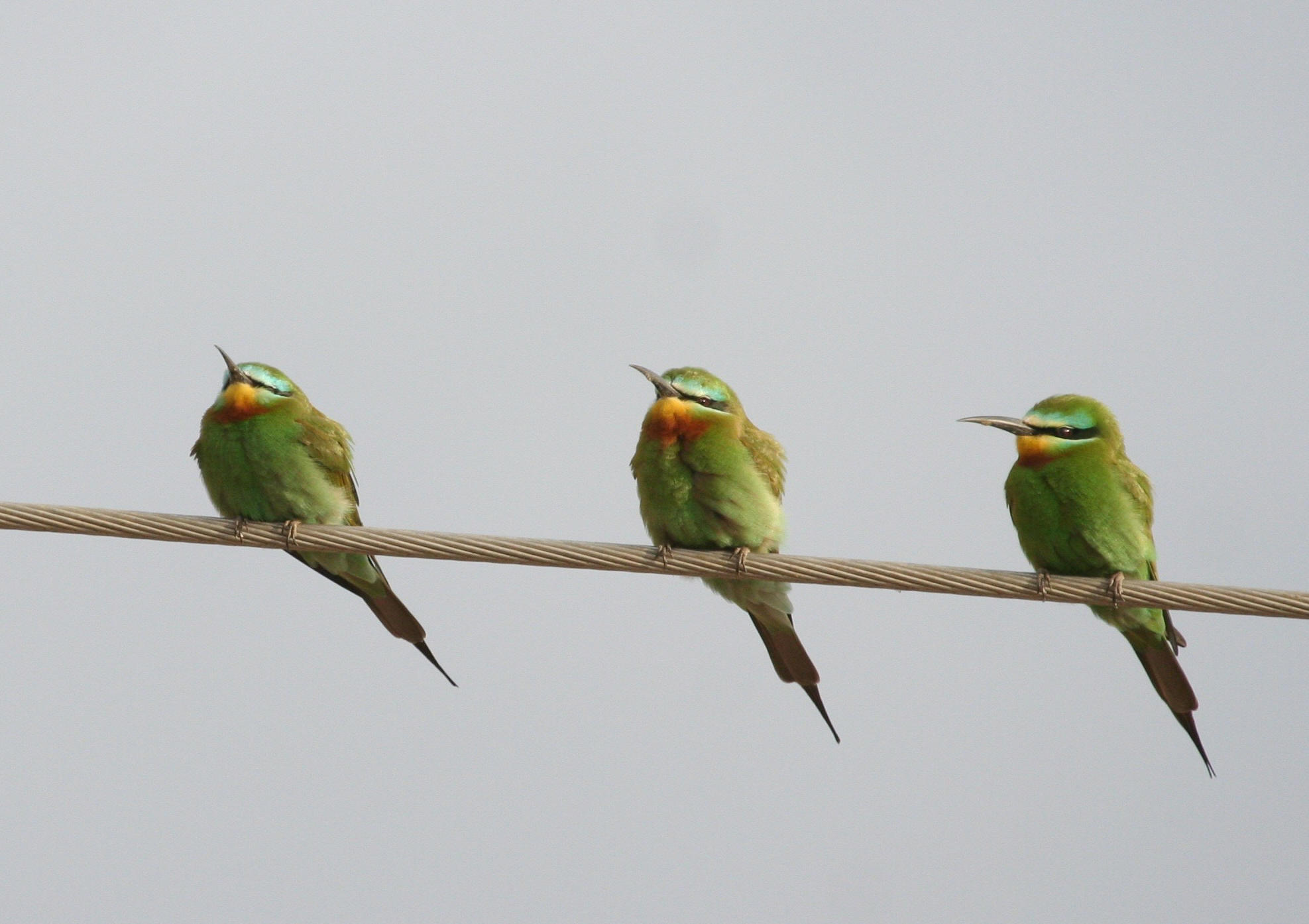 Blue-cheeked Bee-eater