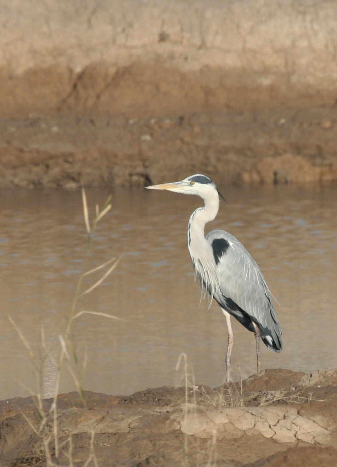 Gray Heron