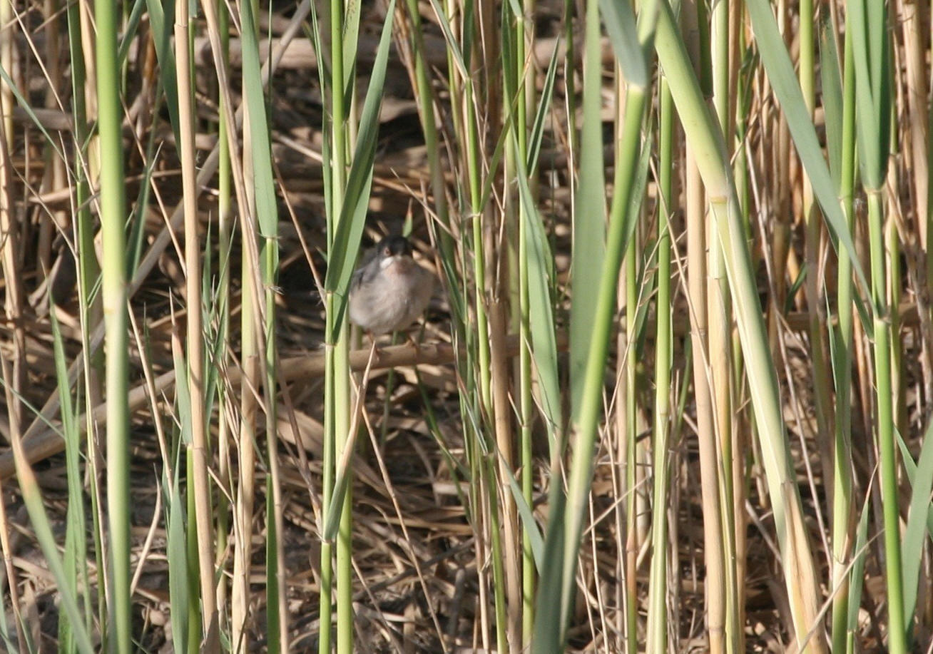 Menetries Warbler