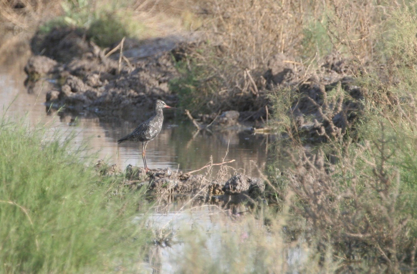 Spotted Redshank