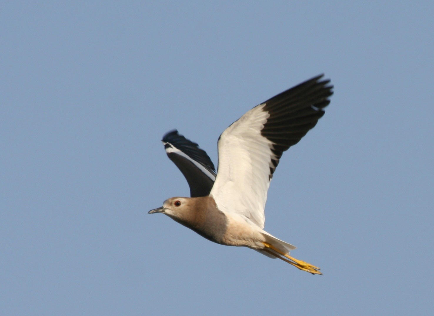 White-tailed Lapwing