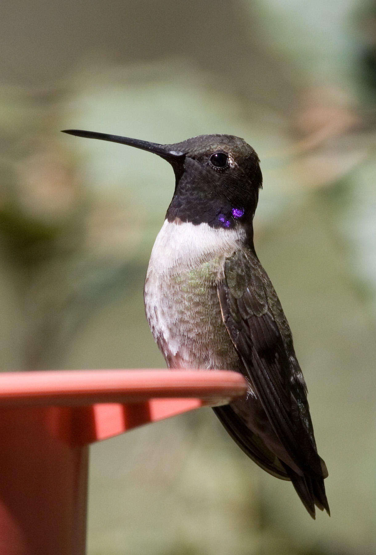 Black-chinned Hummingbird