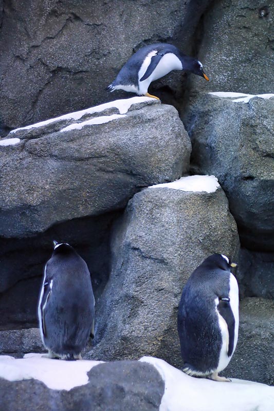 Gentoo