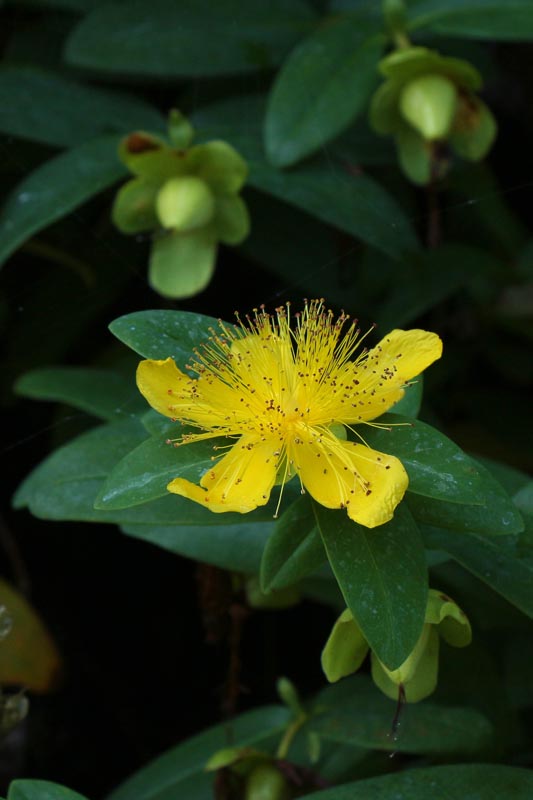 St. Johns Wort