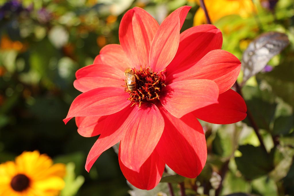 Dahlia