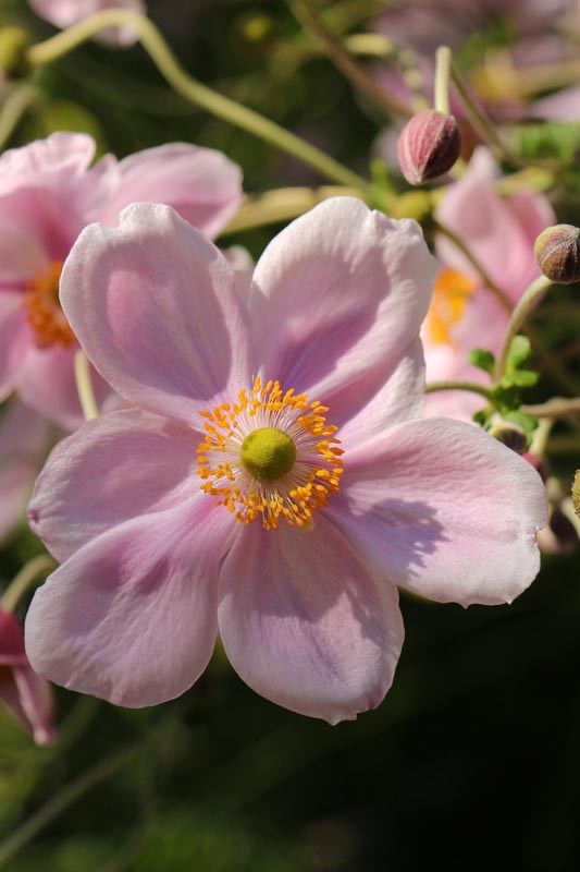 Japanese Anemone