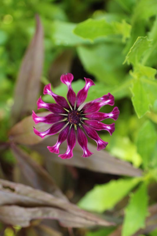 Whirligig Daisy