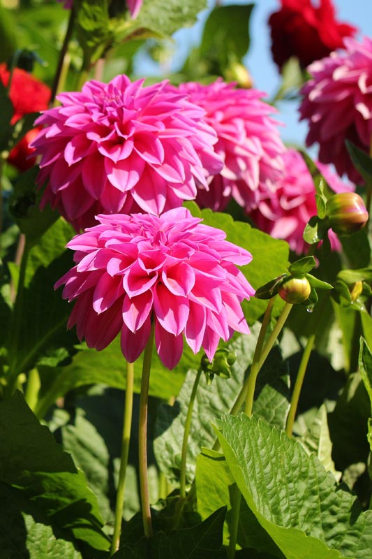 Dahlias