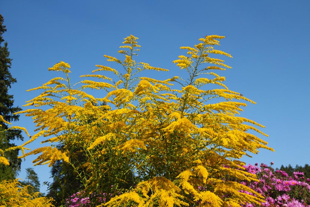 Goldenrod