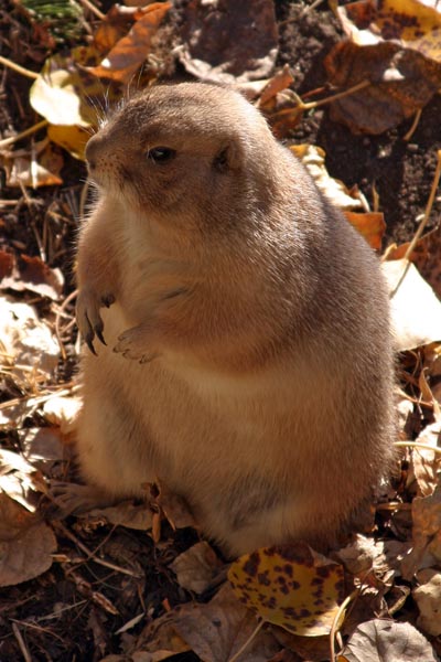 Prairie Dog I