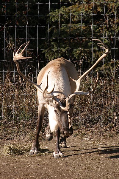 Caribou I