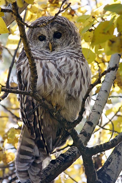 Barred Owl