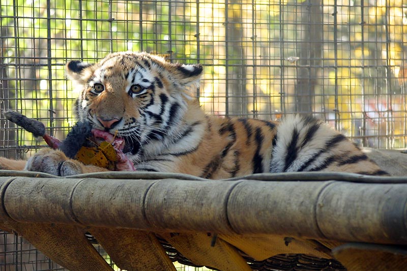 Tiger Cub