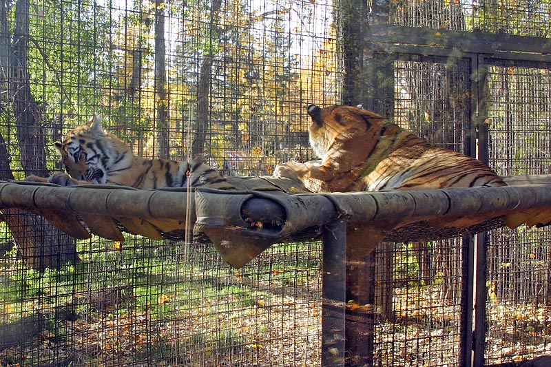 Cub and mother
