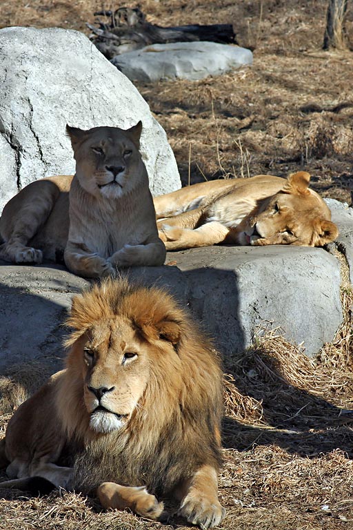 A Pride of Lions