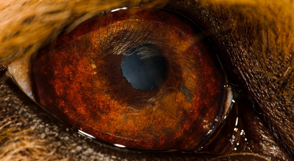 The second eye