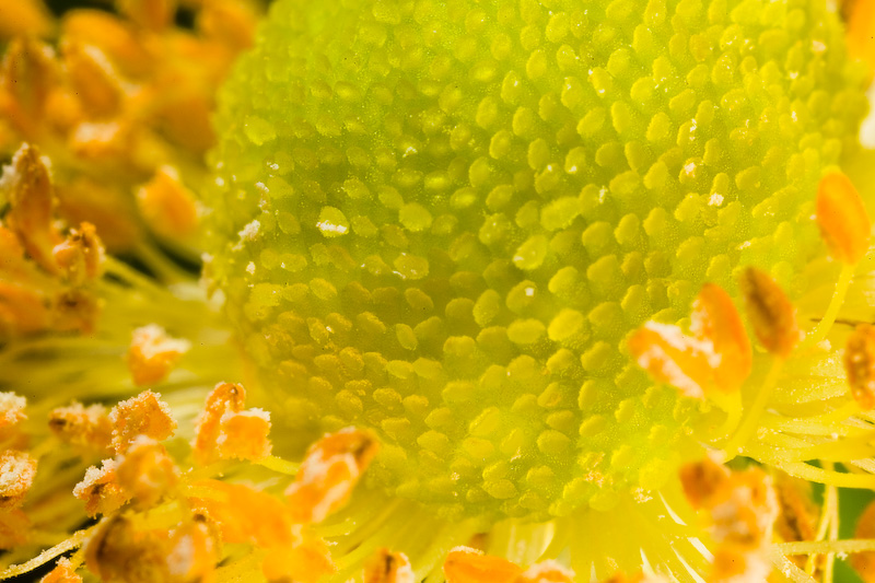 Lime light