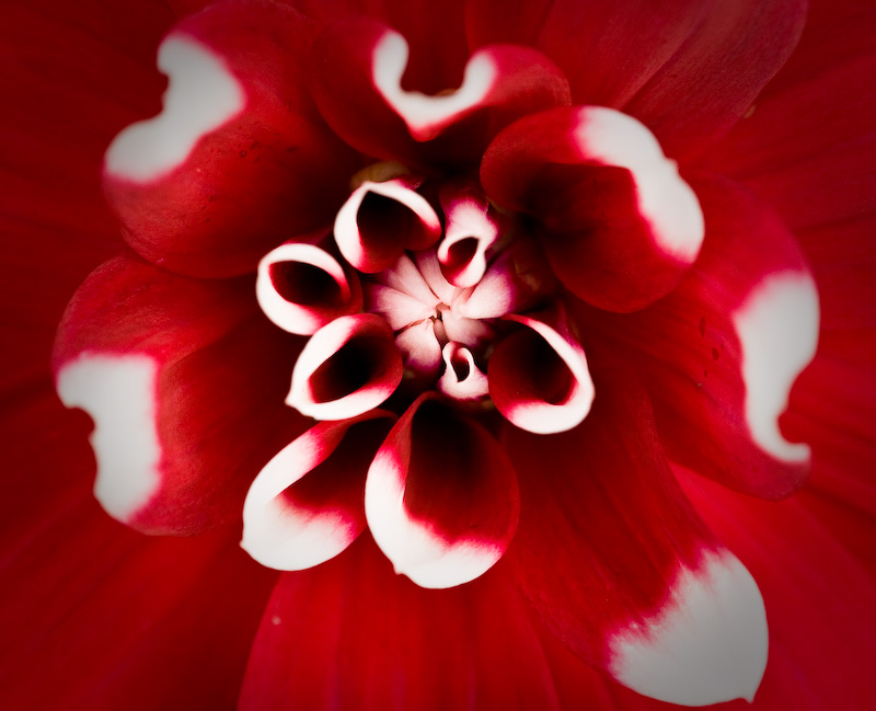 Red whisper