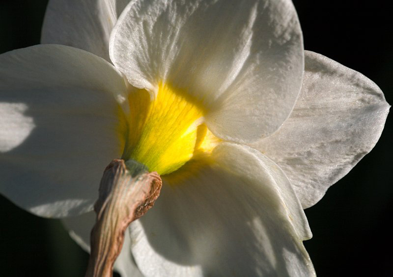 Sunny side up