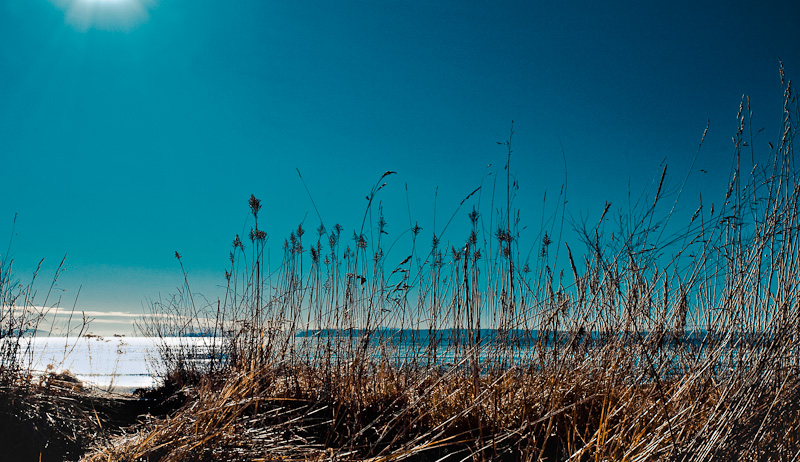 Wintry grass by the sea